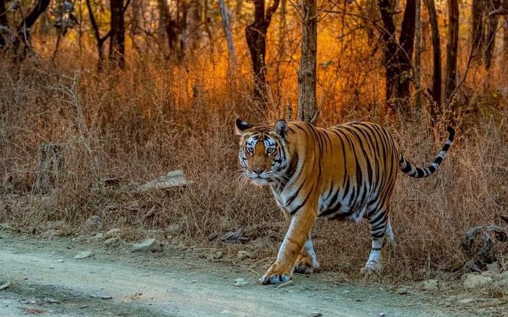 Birds and wetlands in Nepal’s lowlands